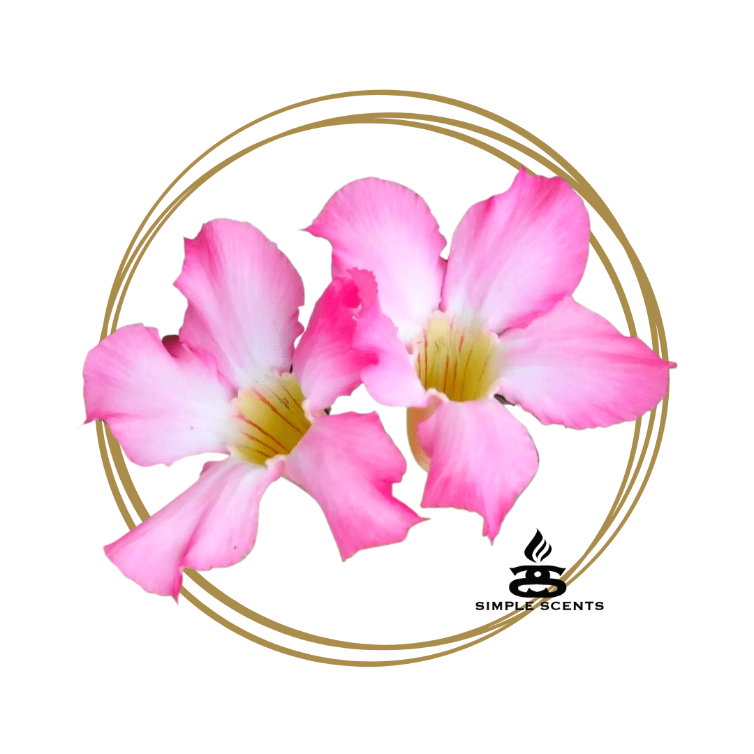 Oriental Musk Luxe Room Mist Spray - Popular trends empire